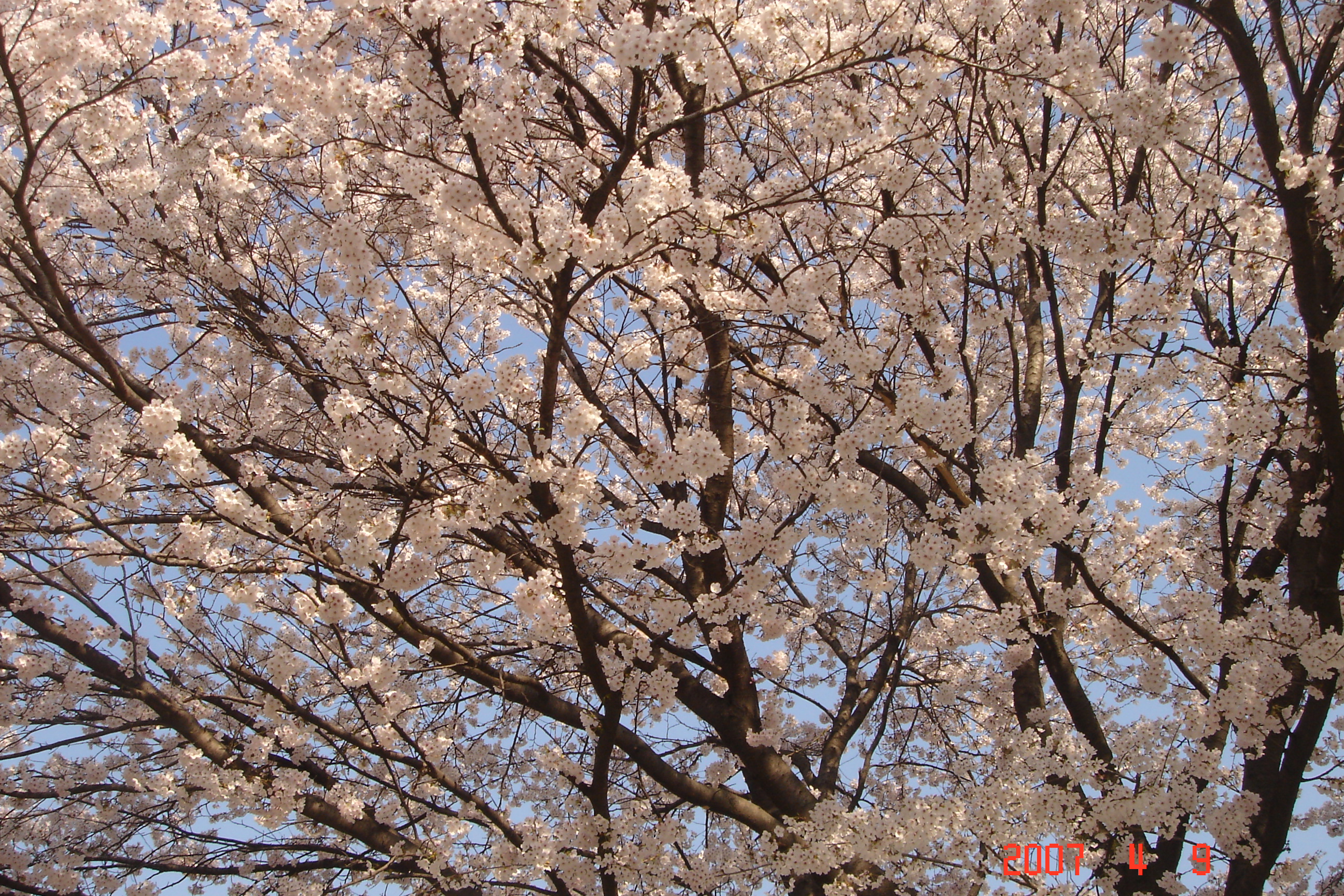 4월 9일 만개한 벚꽃 첨부사진
